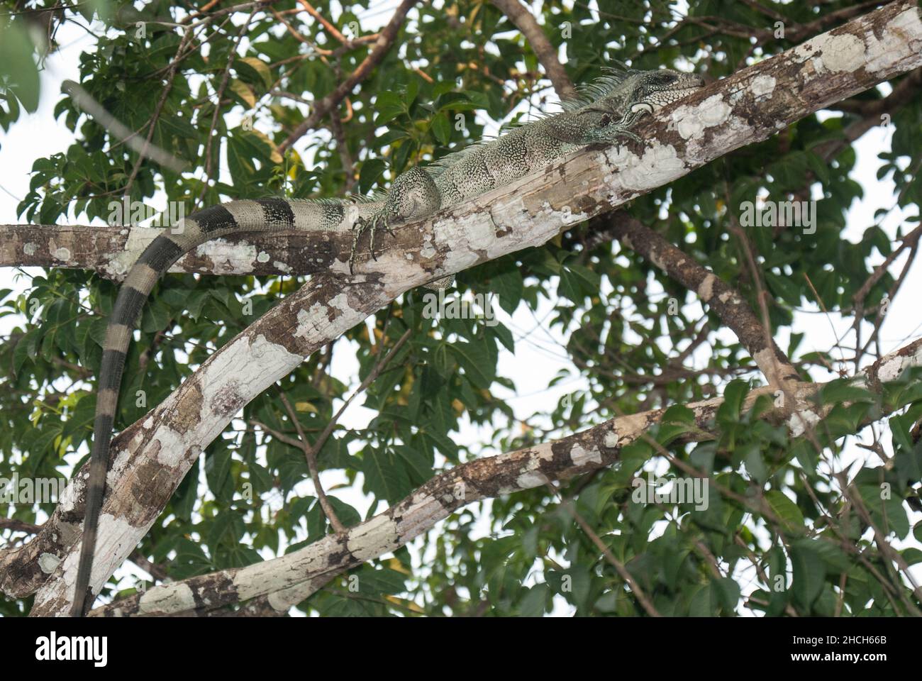 Iguana verde descansando en la cima del árbol de la selva tropical; Brasil. Foto de stock
