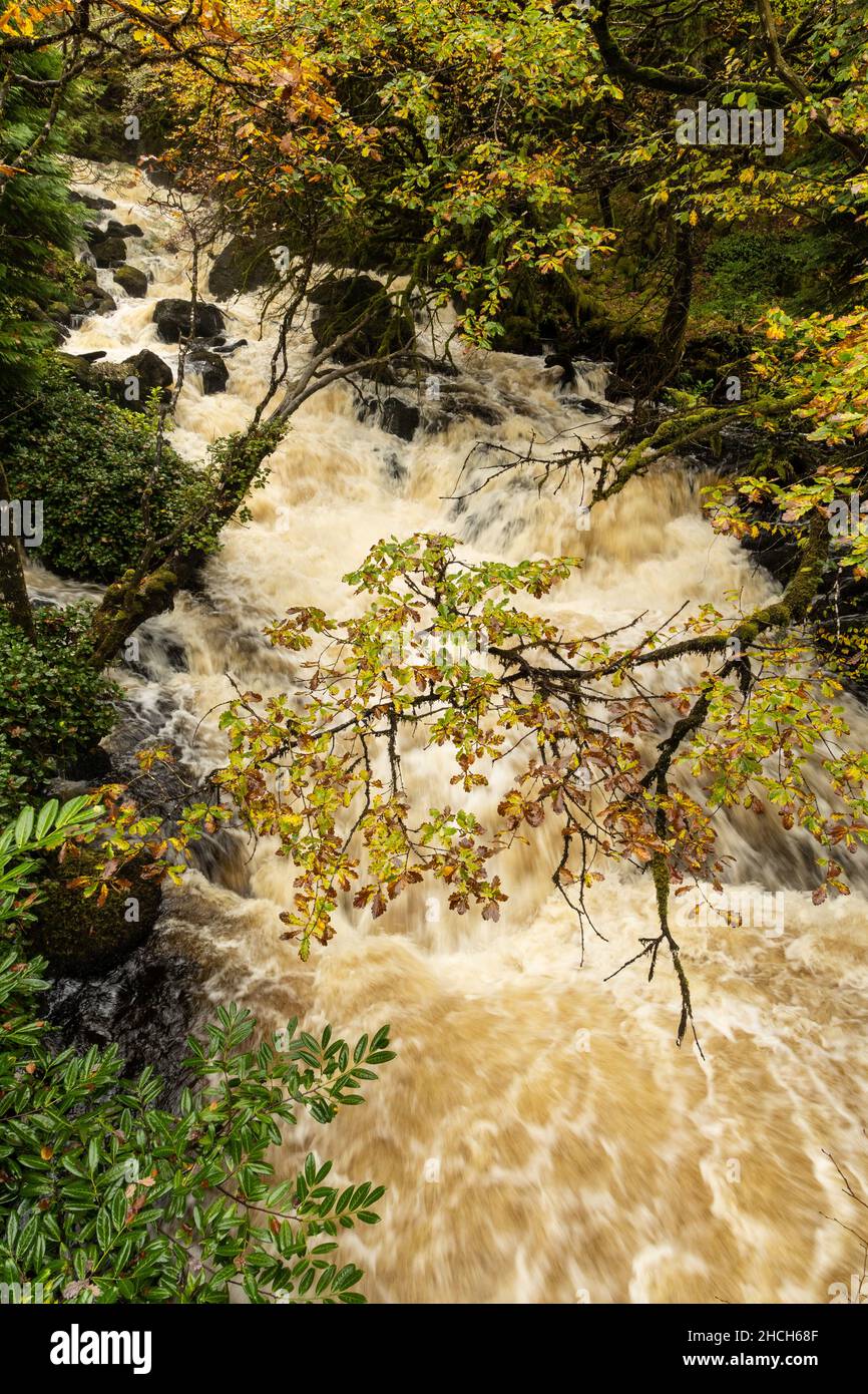 Río Woodland en espate que muestra la energía y la energía del agua, Mull, Escocia. Foto de stock