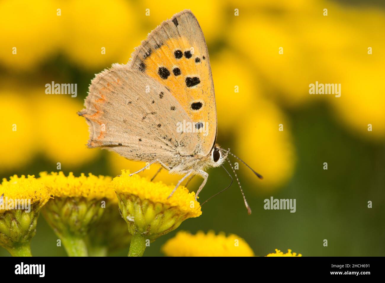 Pequeña mariposa de cobre nectaring / alimentación en las flores de la manía. Foto de stock