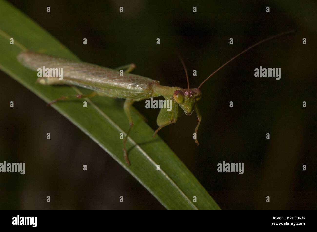 Mantis masculina no identificada en el sotobosque de la selva brasileña. Foto de stock