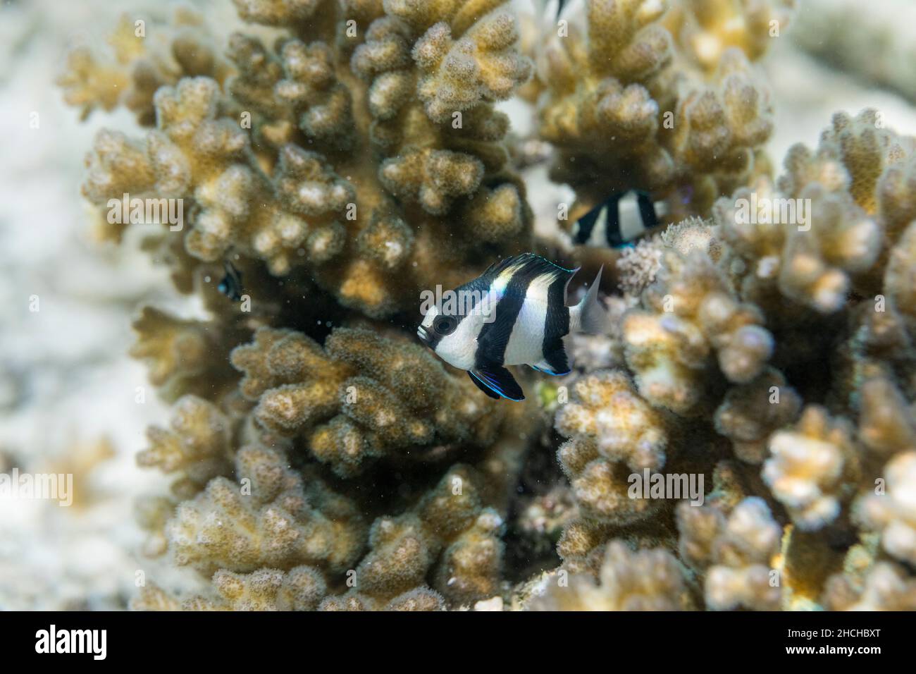 Pez Humog; Dascyllus aruanus; Maldivas Foto de stock