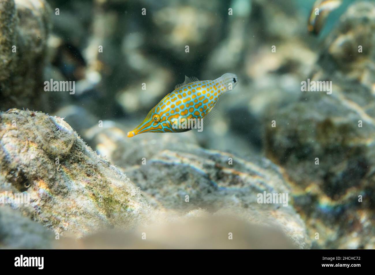 Fiefish de nariz larga; Oxymonacanthus longirostris; Maldivas Foto de stock