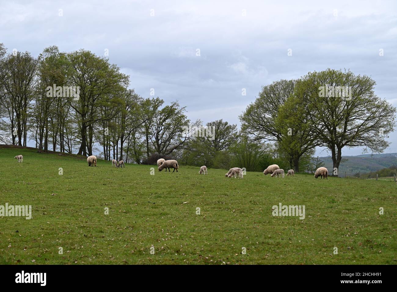 familia de ovejas cenando Foto de stock
