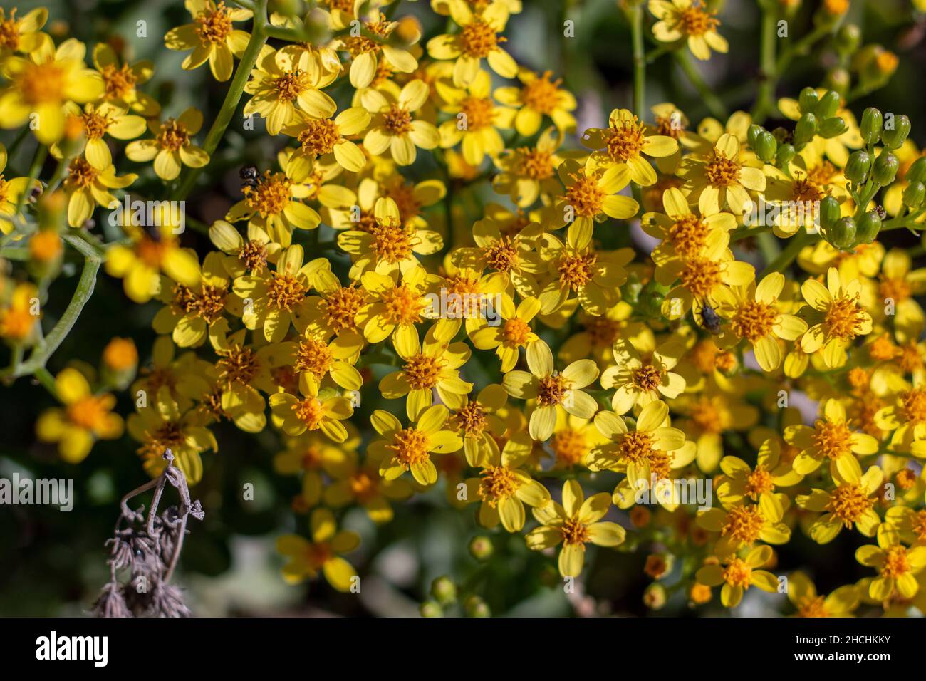 Senecio angulatus, también conocido como el grisela crepitante y la flor  amarilla de la hiedra del cabo Fotografía de stock - Alamy