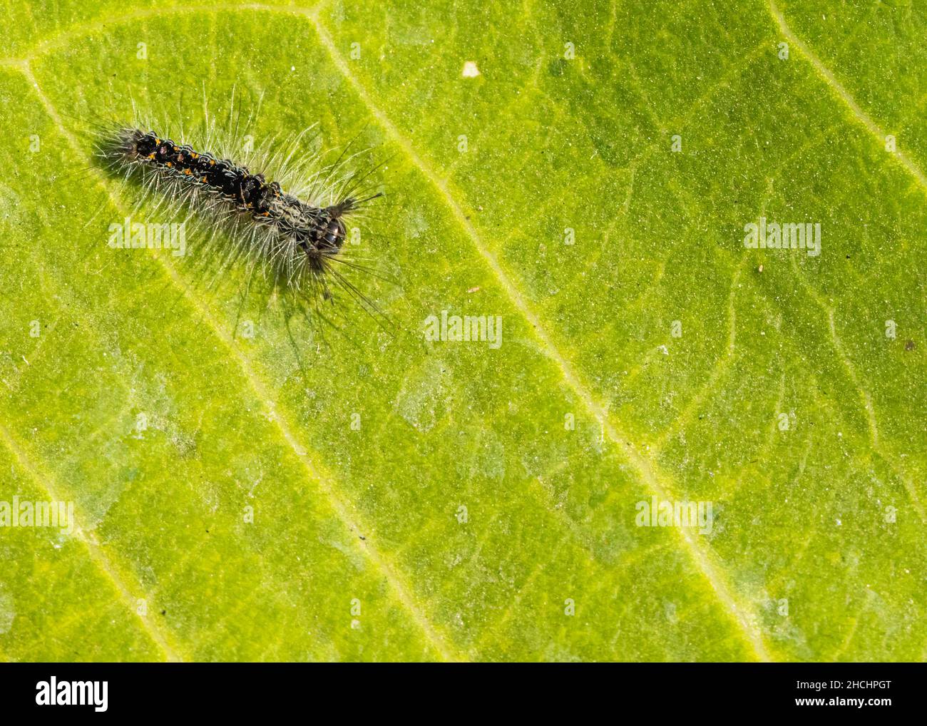 Caterpillar caminando sobre una hoja verde Foto de stock