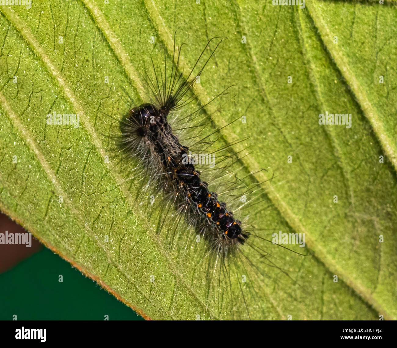Caterpillar en la hoja verde Foto de stock