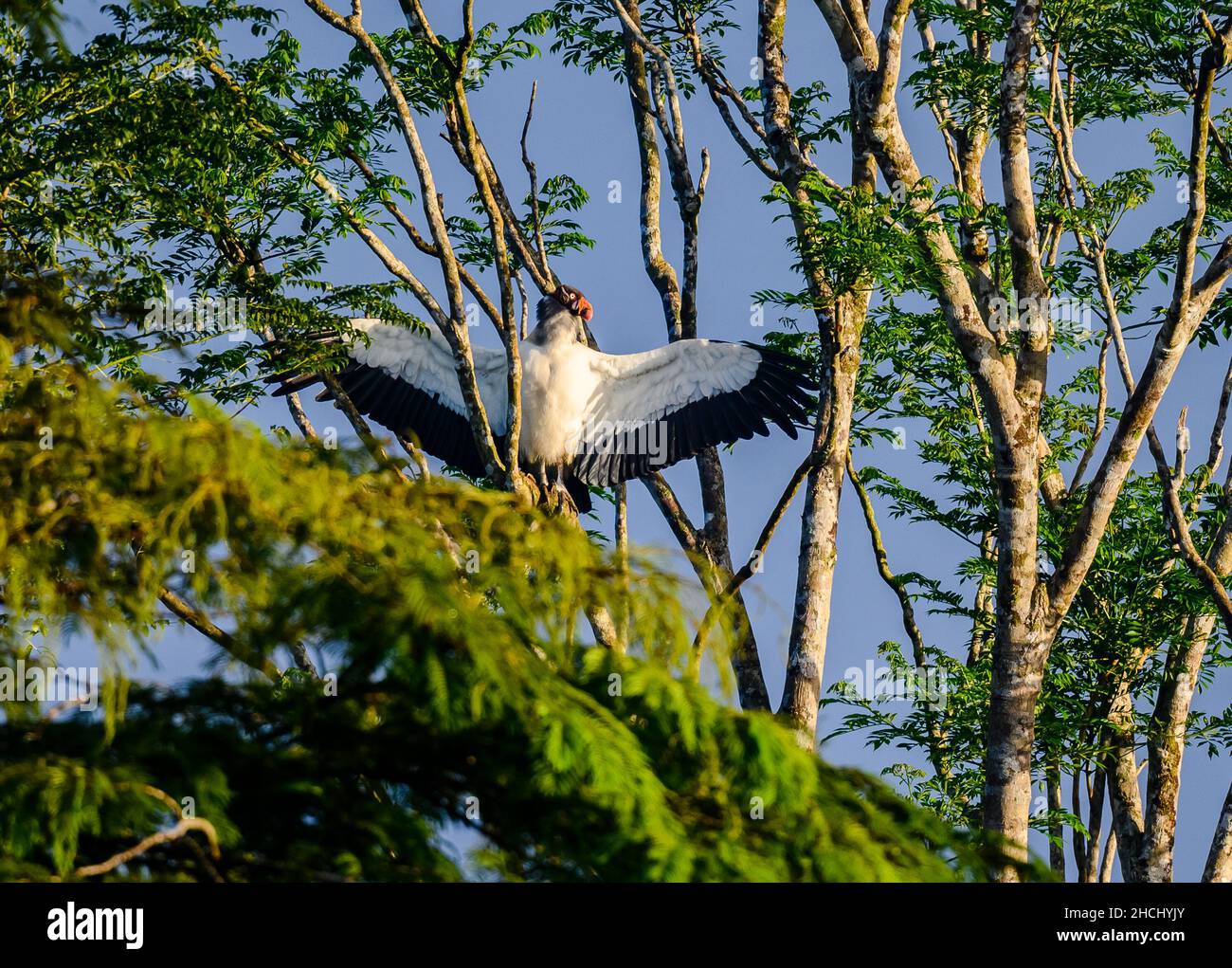 Un rey adulto (Sarcoramphus papa) tomando sol en un árbol. Costa Rica, Centroamérica. Foto de stock