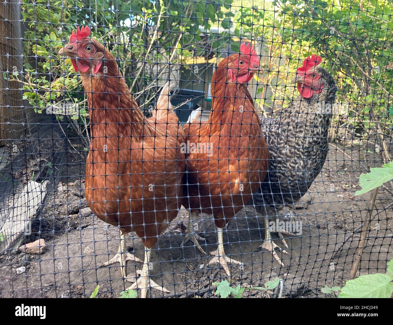 Pollos de campo libre, al aire libre en un jardín doméstico Foto de stock