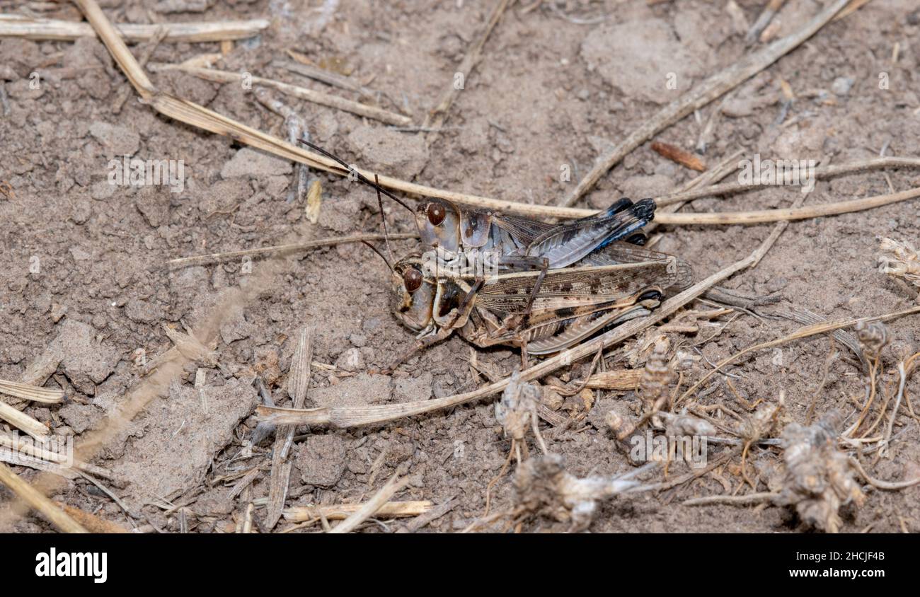 Un Grasshopper de cabeza grande (Aulocara elliotti) encaramado en el suelo sobre la vegetación seca Foto de stock