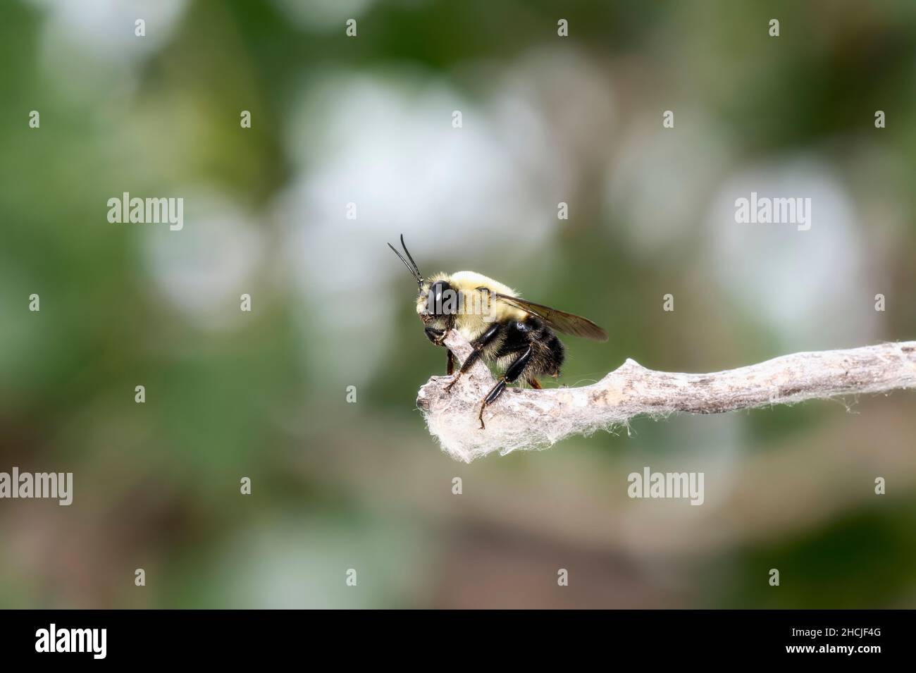 Una abeja búmble (Bombus griseocollis) encaramada al final de un palo Foto de stock