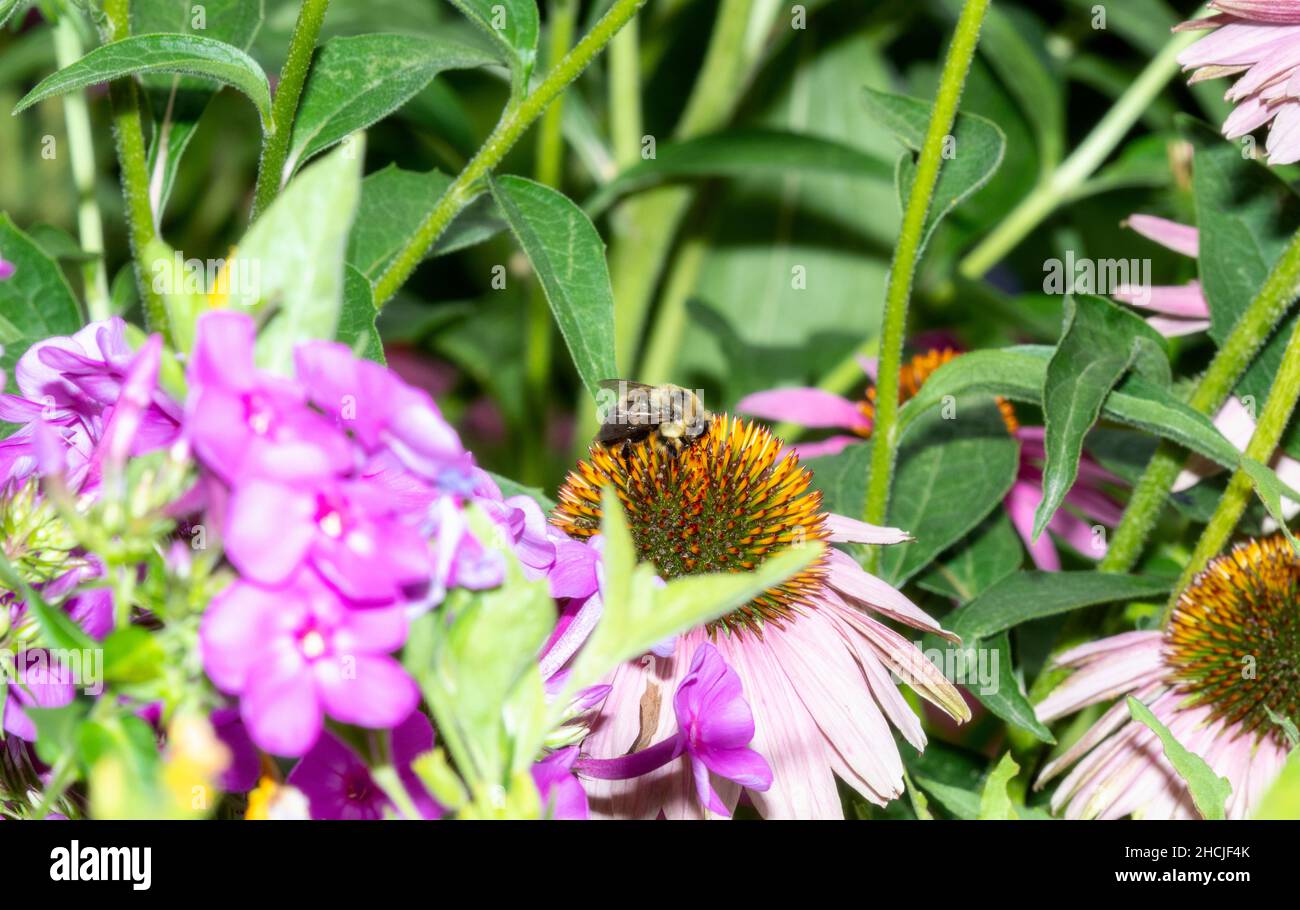 Una abeja búmble con cinturón de color (Bombus griseocollis) que busca polen en las flores coloridas Foto de stock