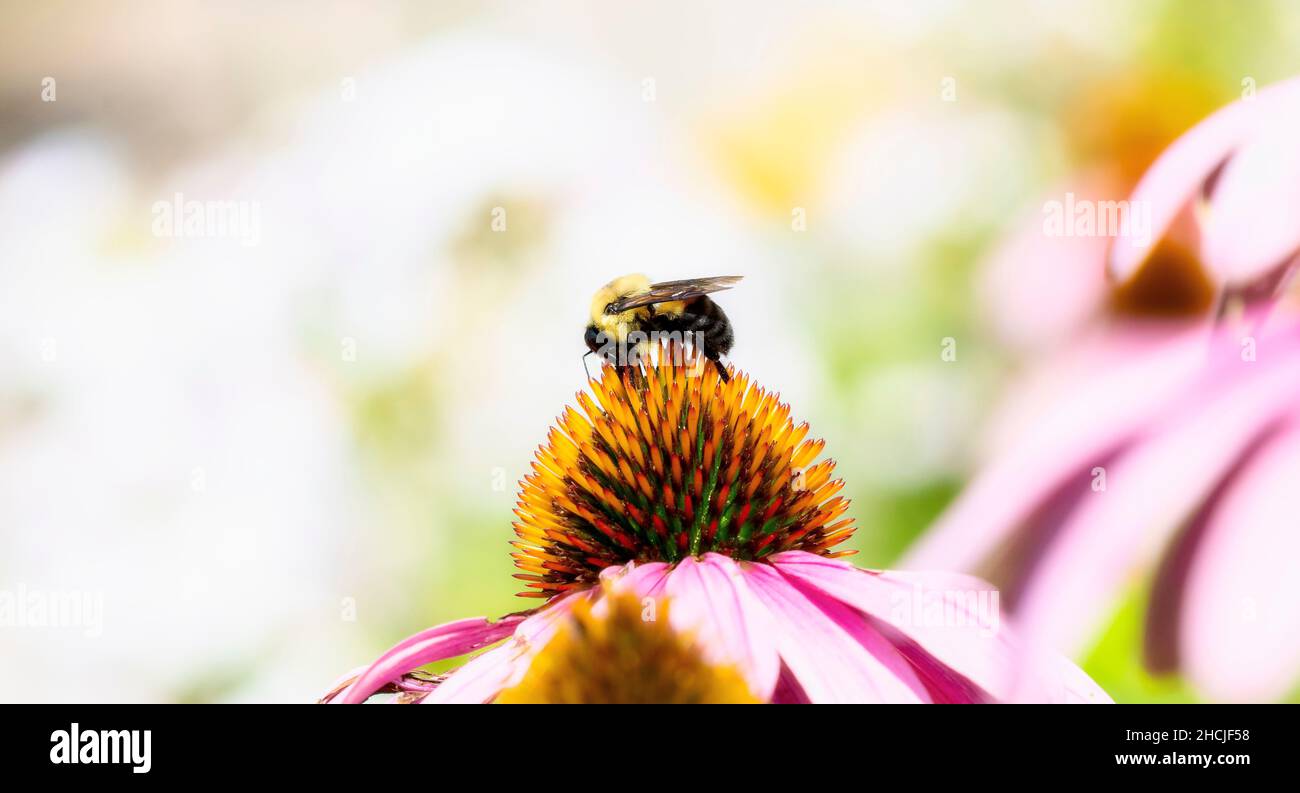 Una abeja búmble con cinturón de color (Bombus griseocollis) que busca polen en las flores coloridas Foto de stock