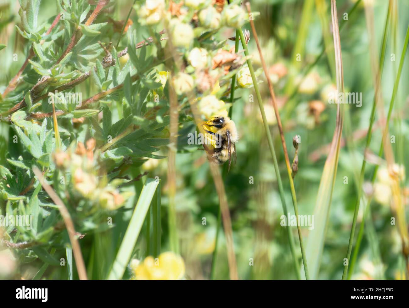 Una gran abeja bumble de furry en el género Bombus recoge polen en las montañas de Colorado Foto de stock