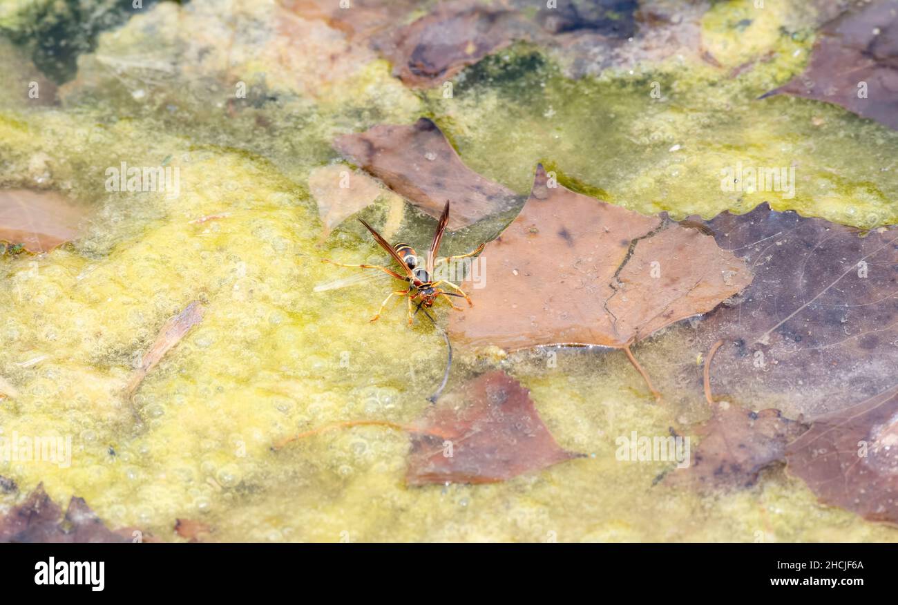 Una avispa de papel oscuro (Polistes fuscatus) buscando objetos de prey en una superficie Mossy de un pequeño estanque Foto de stock