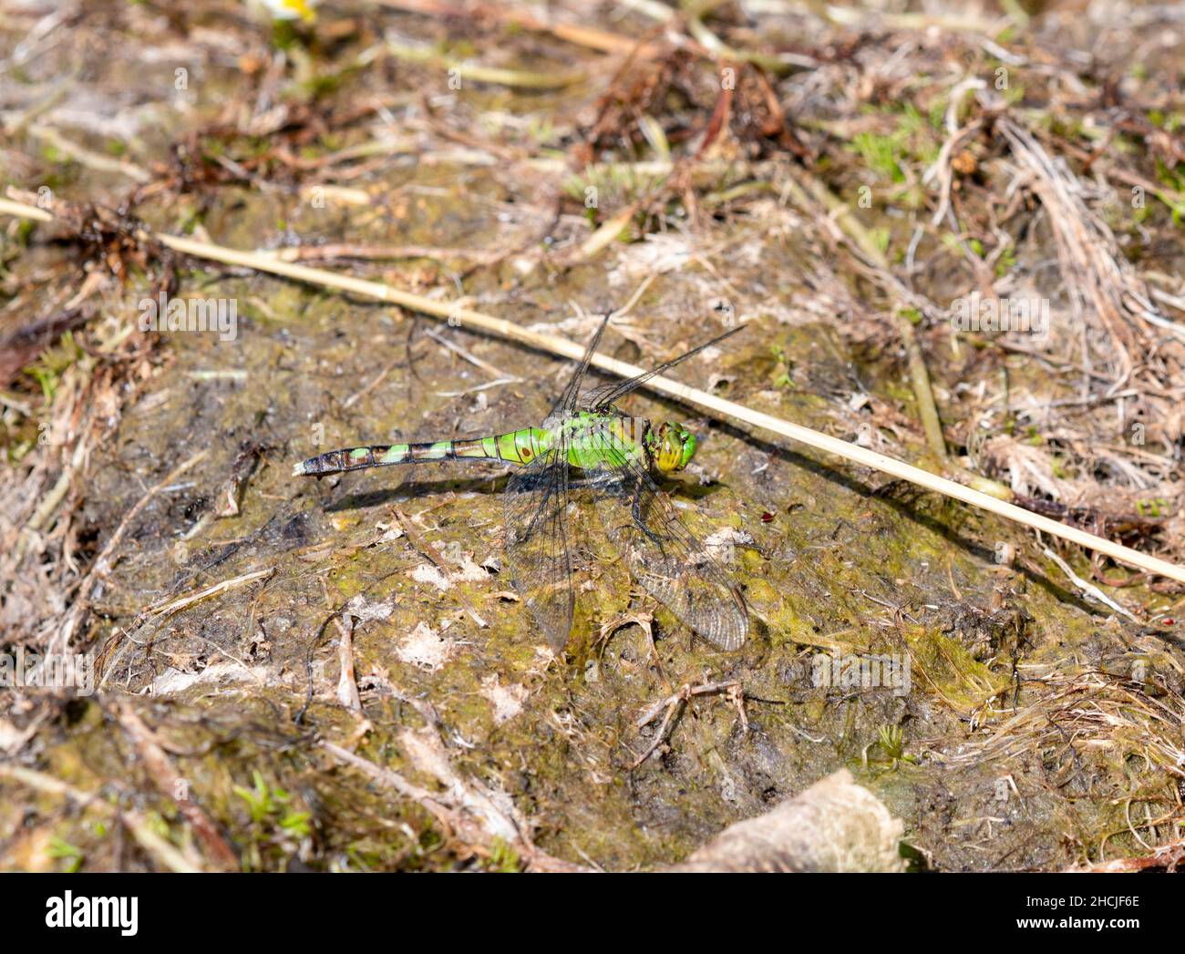 Una brillante mosca verde oriental Pondhawk (Erythemis simplicicollis) Dragonfly encaramado en la tierra húmeda Mossy Foto de stock