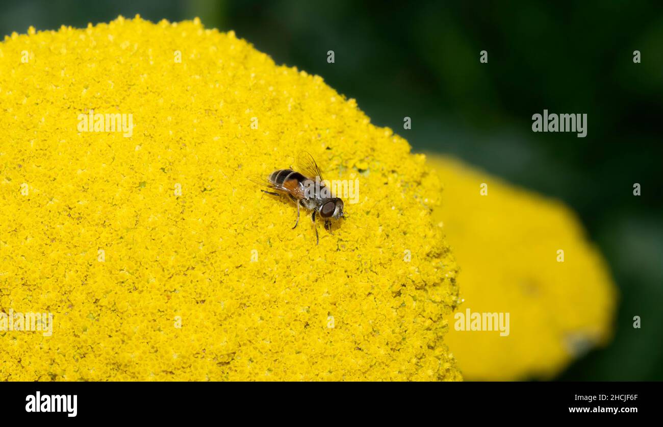 Una mosca europea introducida del Drone (Eristalis arbustorum) busca el polen en una cabeza colorosa de la flor amarilla Foto de stock