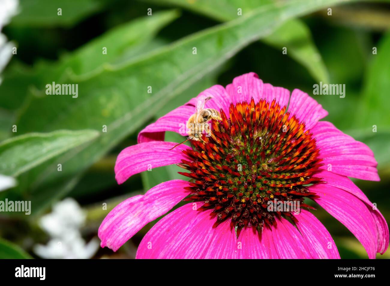 Una abeja de cuernos largos del género Melissodes Famnily Apidae recoge polen en una flor magenta brillante Foto de stock