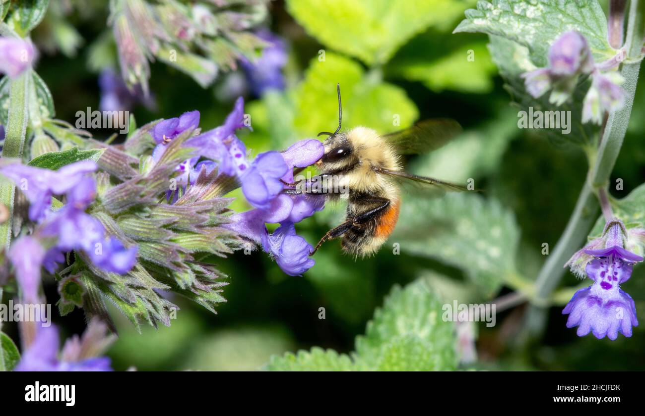 A Hunts Bumble Bee (Bombus huntii) busca polen en Flores Colorosas Foto de stock
