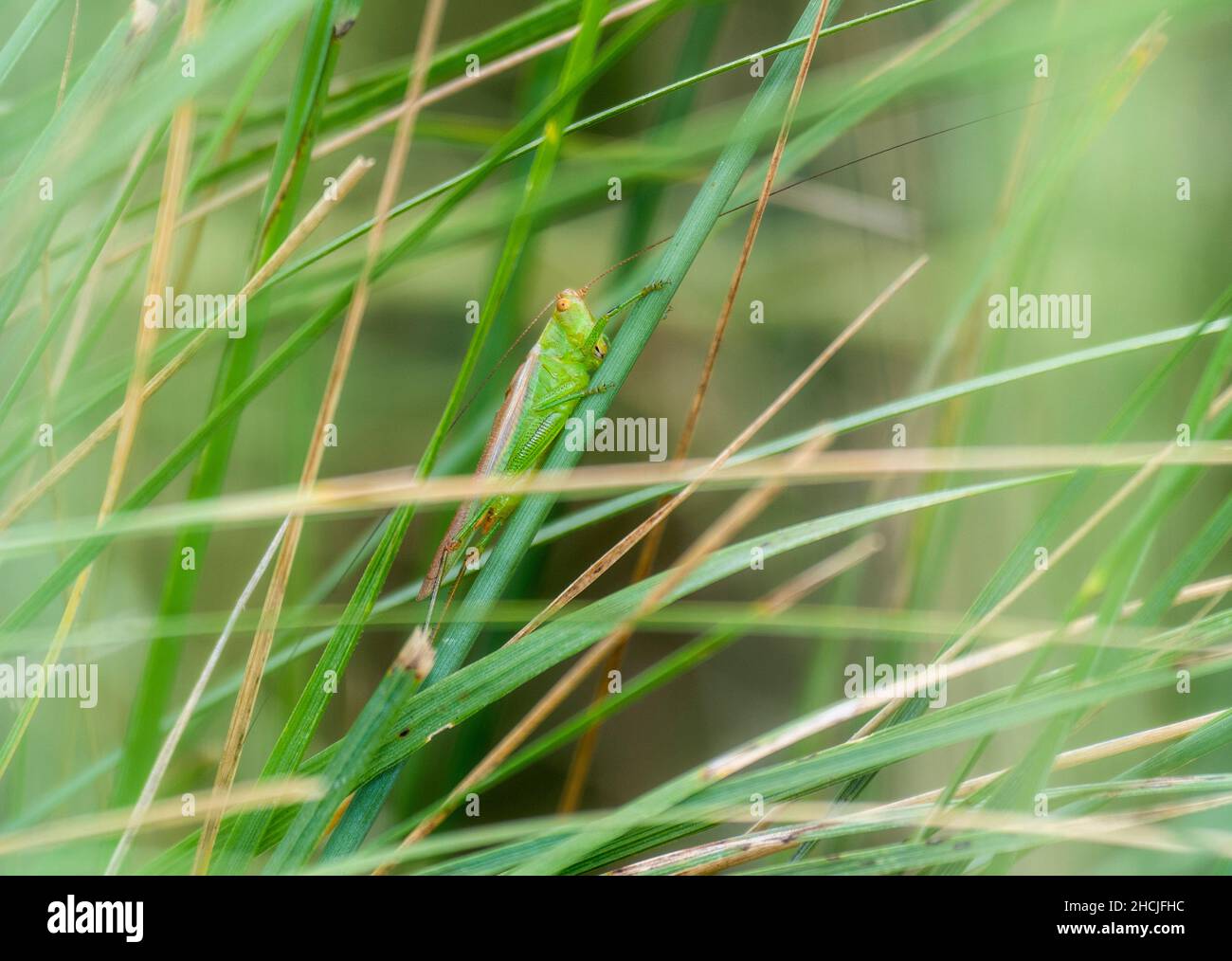 Un Katydid en el género Orchelimum con extraordinaria antena larga encaramada en una hoja verde de hierba en un prado Foto de stock