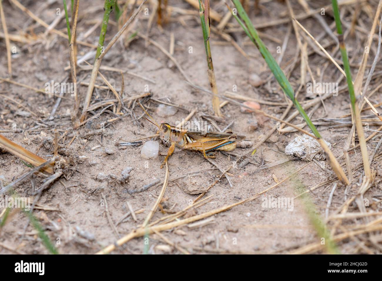 A Packard's Grasshopper (Melanoplus packardii) encaramado en el suelo sobre la vegetación seca Foto de stock