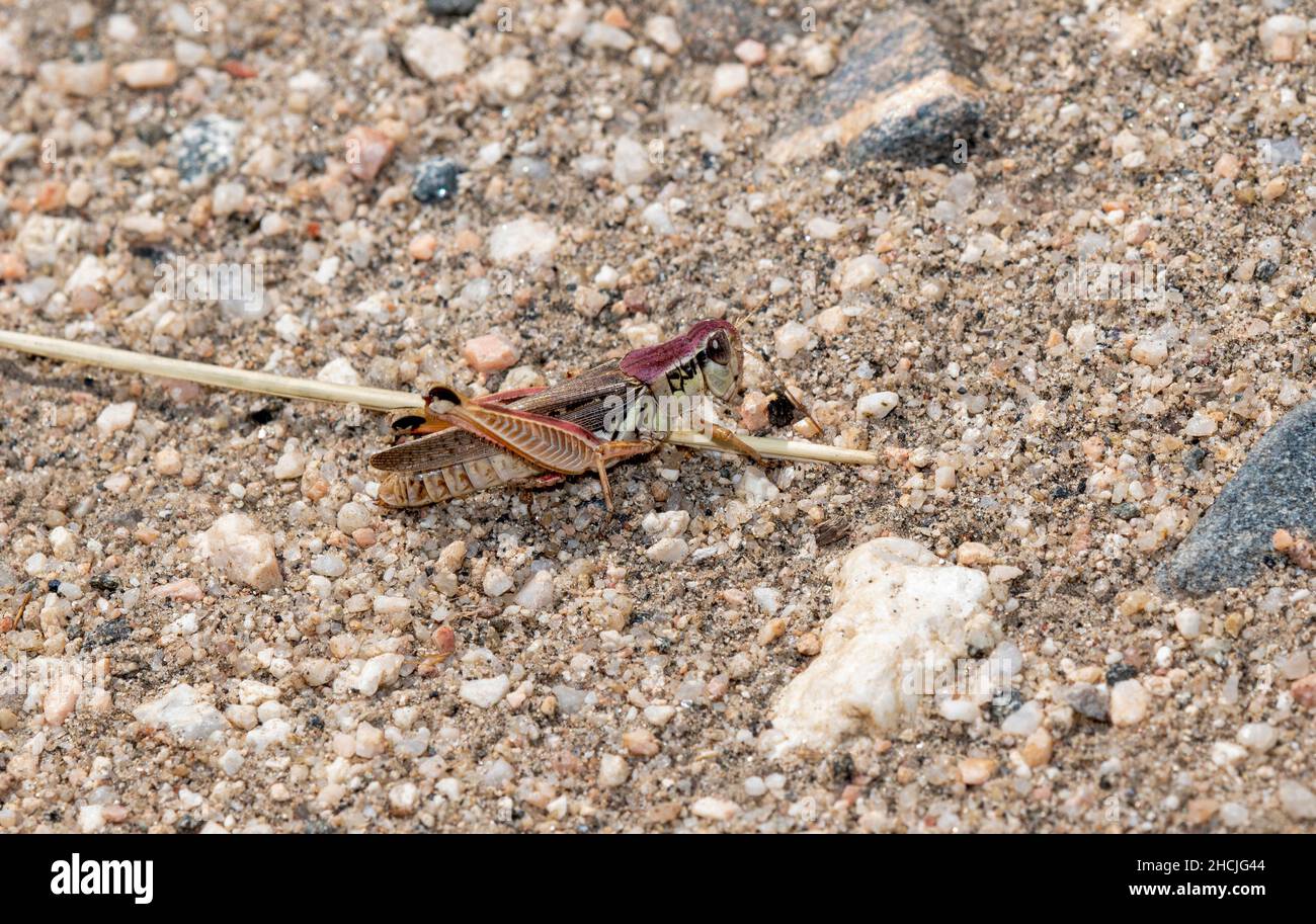 Un saltamontes migratorio (Melanoplus sanguinipes) encaramado en el suelo sobre tierra y vegetación seca Foto de stock