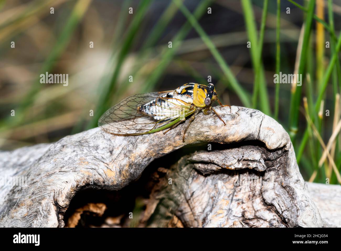 Una Cicada Plana (Megatibicen dealbatus) encaramado en un gran Tambón de Árbol en el Este de Colorado Foto de stock