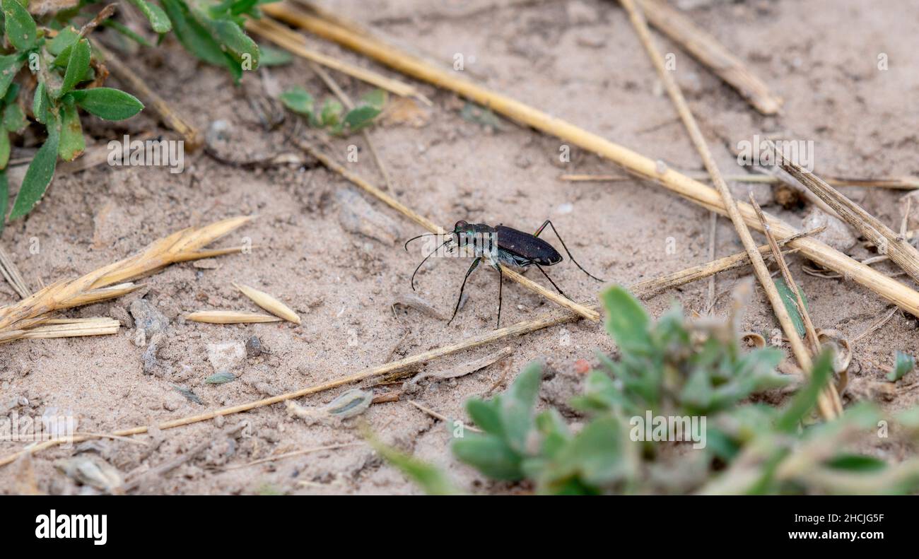 Un escarabajo de tigre perforado (Cicindela punctulata) encaramado en el suelo en tierra y vegetación seca Foto de stock
