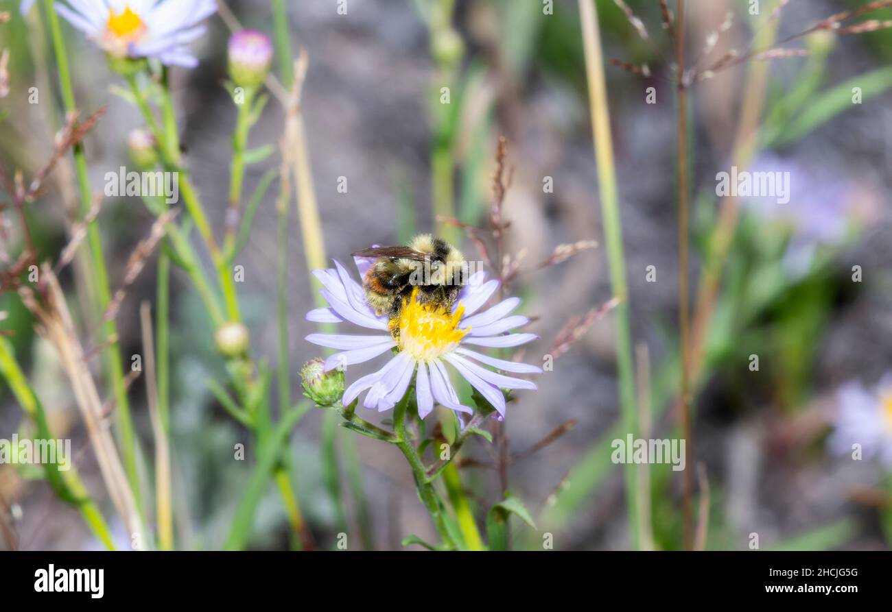 Una abeja de vientre rojo (Bombus rufocinctus) que se concentra en las hermosas flores blancas de las montañas de Colorado Foto de stock