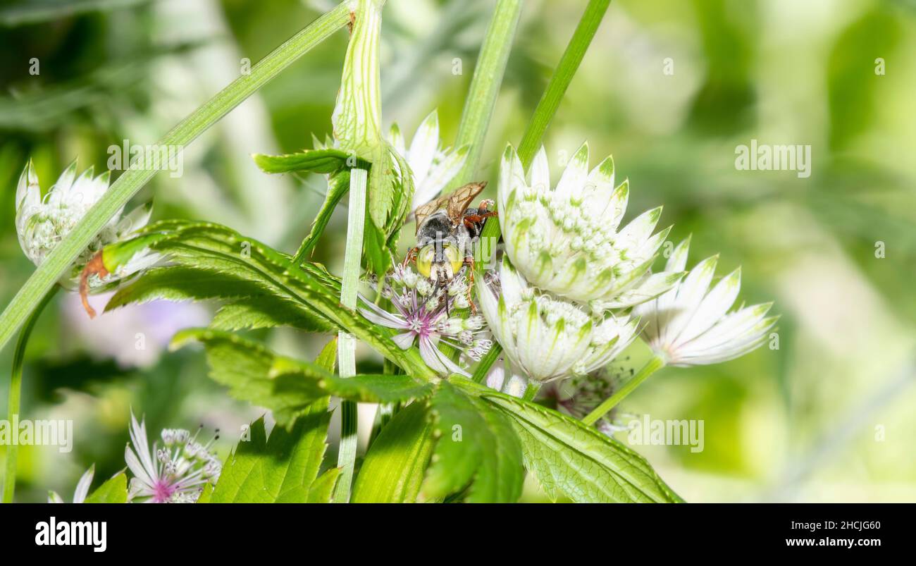 Una arenosa Wasps en el género Tachytes Caza para la prey en hermosas flores blancas Foto de stock