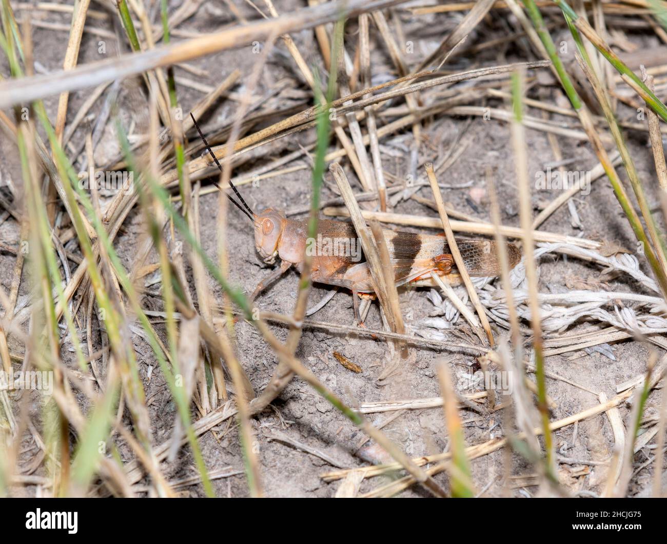 A Say's Grasshopper (Spharagemon ecale) encaramado en el suelo con tierra y vegetación seca Foto de stock