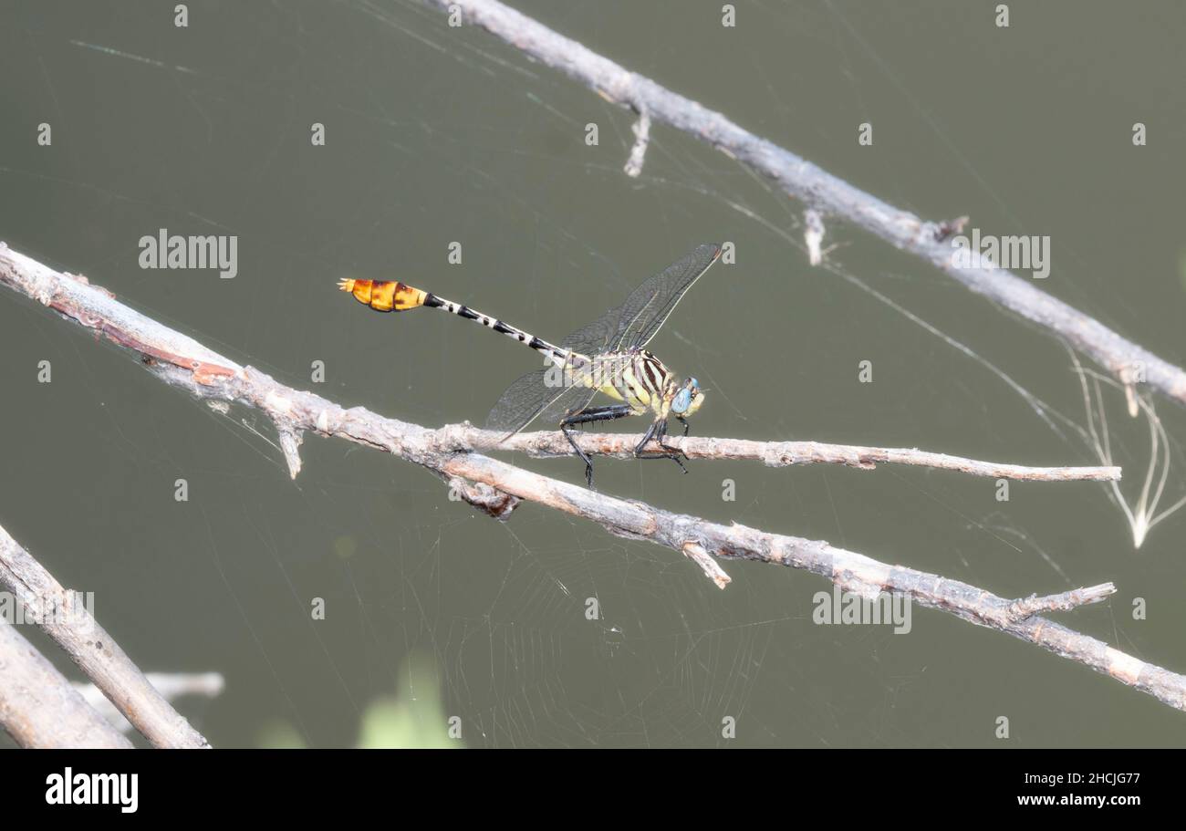 Espín Flor (Dromogomphus spoliatus) Dragonfly encaramado en una rama muerta sobre el agua Foto de stock