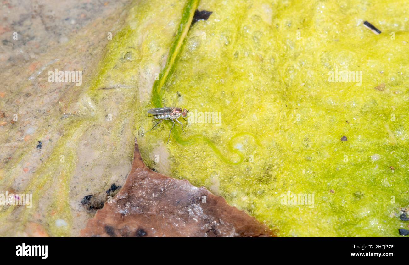 Una mosca de patas largas en la Subfamilia Hydrophorinae camina en la superficie Mossy de un pequeño estanque en el este de Colorado Foto de stock