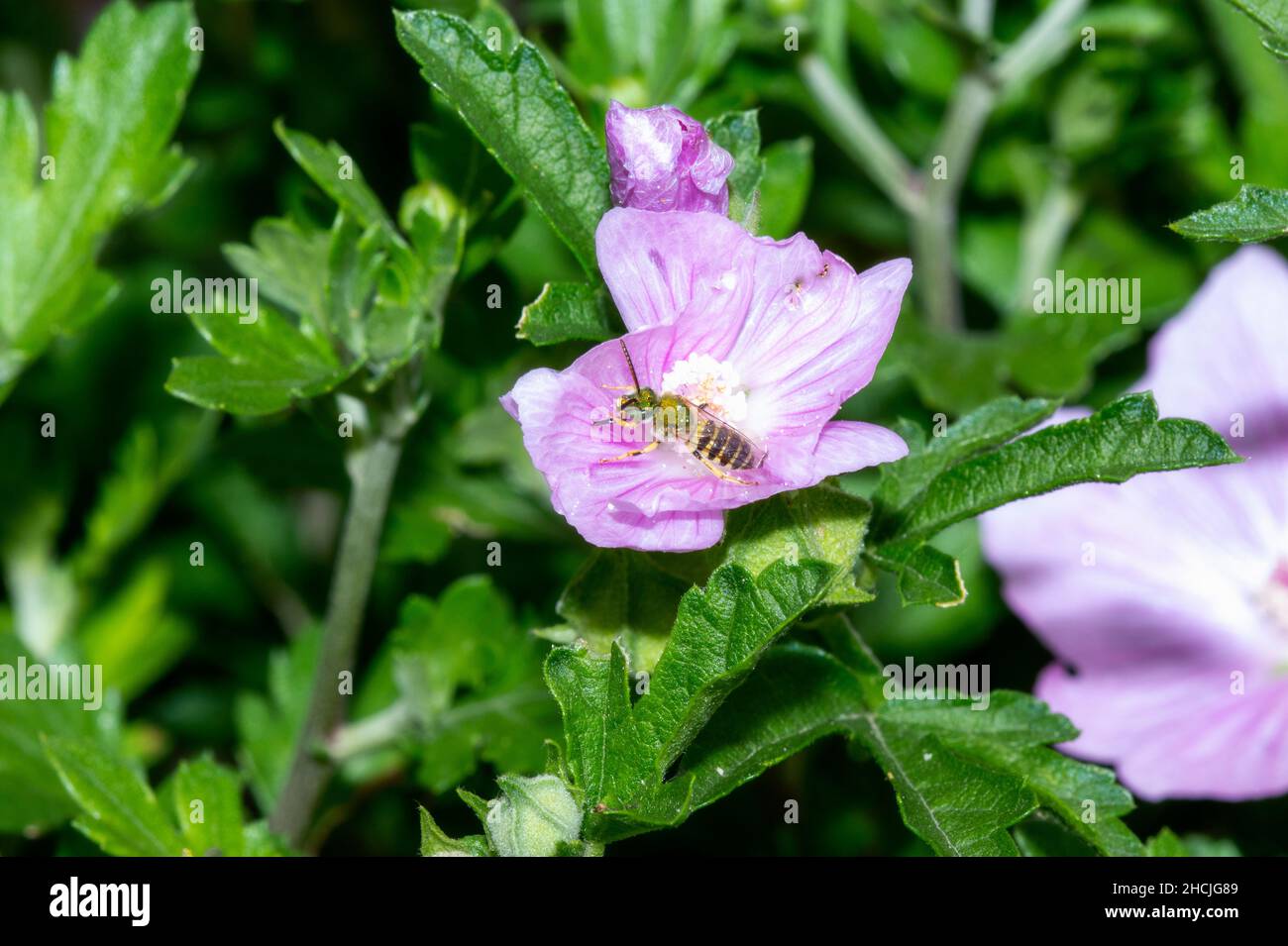 Una abeja verde del sudor (subgénero Agapostemon) busca polen en una flor púrpura Foto de stock