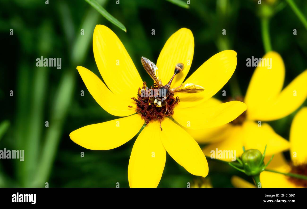 Una mosca de cabeza gruesa en el complejo Physocephala marginata busca polen en una flor amarilla brillante Foto de stock