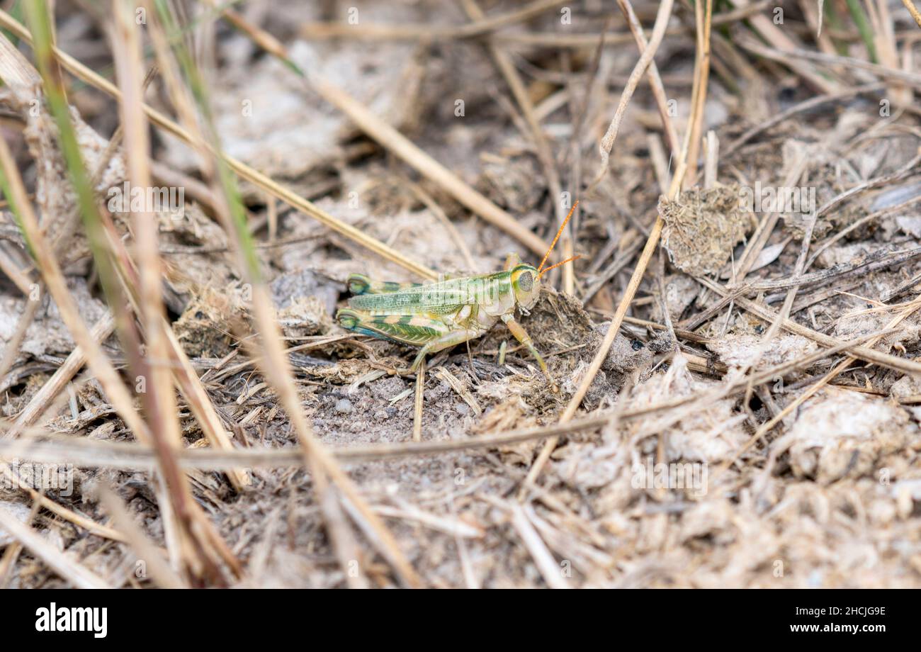 Un Grasshopper Thistle (Aeoloplides turnbulli) encaramado en el suelo sobre la vegetación seca Foto de stock