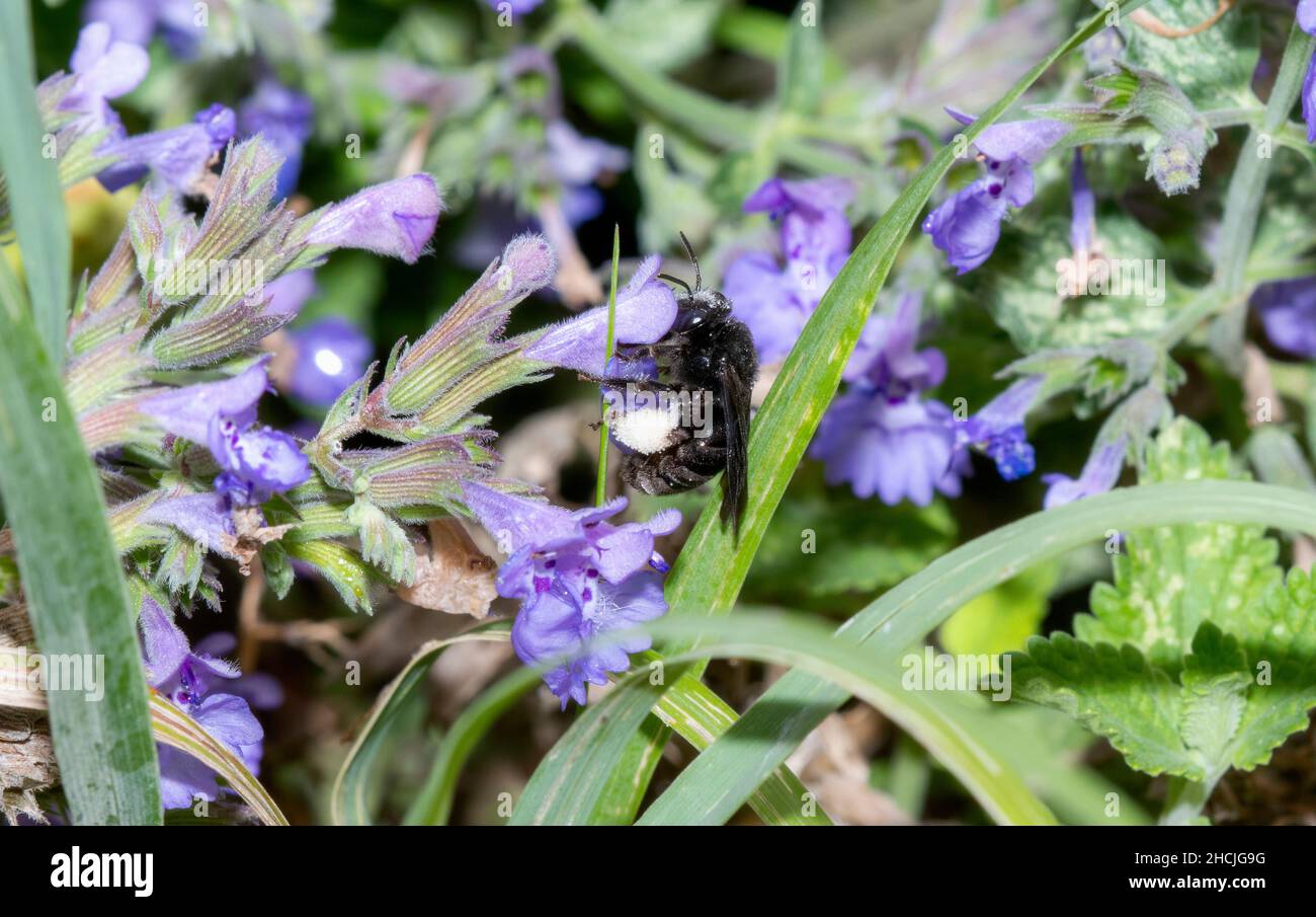 Una abeja negra de dos manchas de Longhorn (Melissodes bimaculatus) busca polen en Flores Colorosas Foto de stock