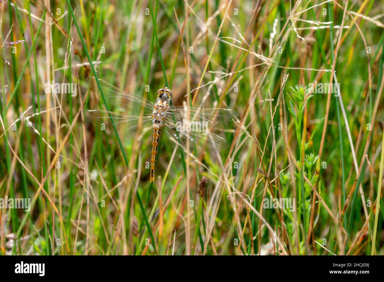 Un recién emergido Meadowhawk Dragonfly Variegated (Sympetrum corruptum) descansa sobre un tallo de la hierba como sus alas secas en el sol Foto de stock