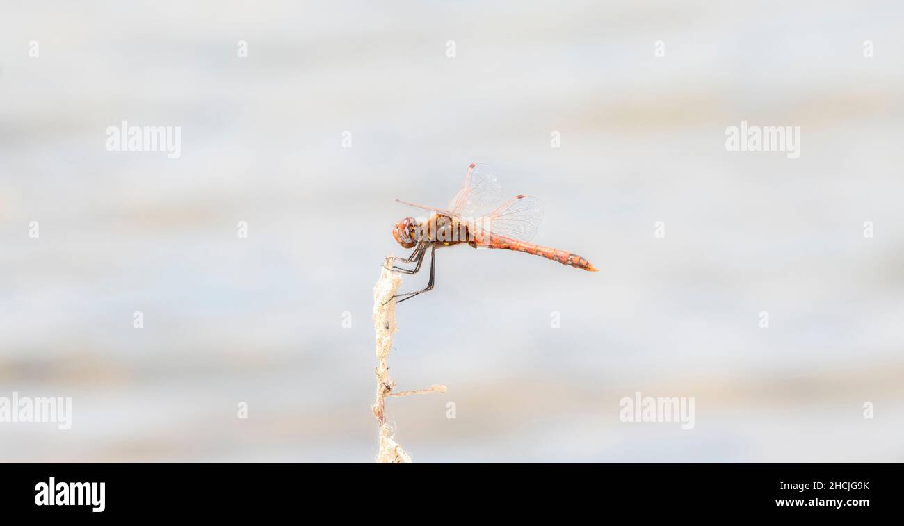 Un Meadowhawk Variegado (Sympetrum corruptum) encaramado en la vegetación seca Foto de stock