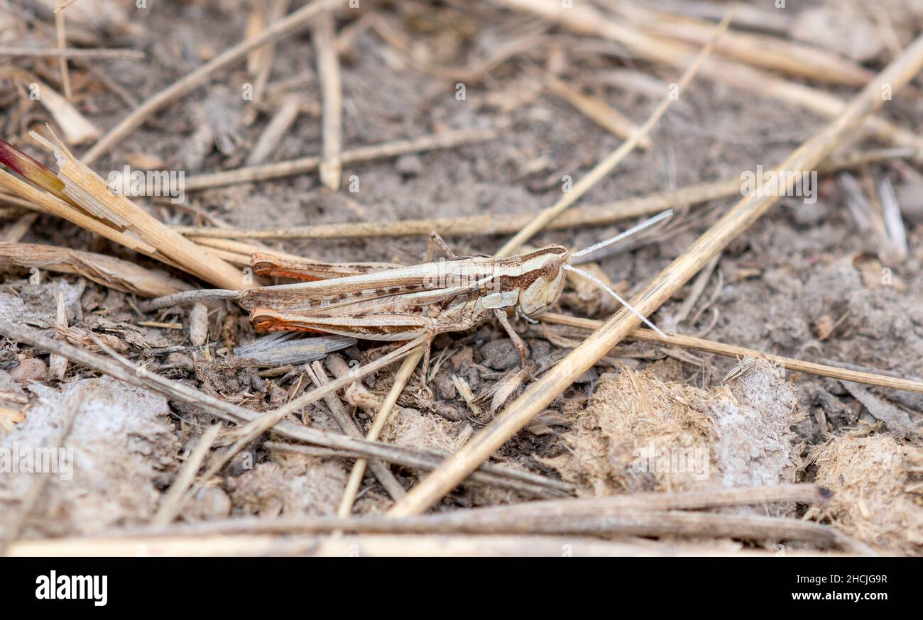 Un Grasshopper a rayas de terciopelo (eritettix simple) encaramado en el suelo sobre la vegetación seca Foto de stock