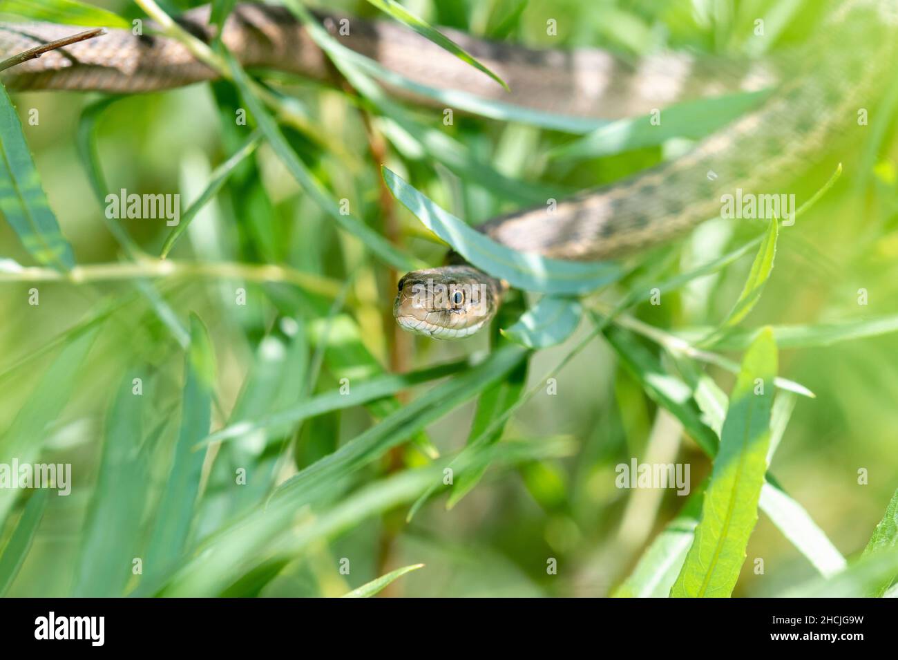 Una Serpiente de la Garter Wandering (Thamnophis elegans vagrens) que se mueve a través de densa vegetación en las Montañas de Colorado Foto de stock