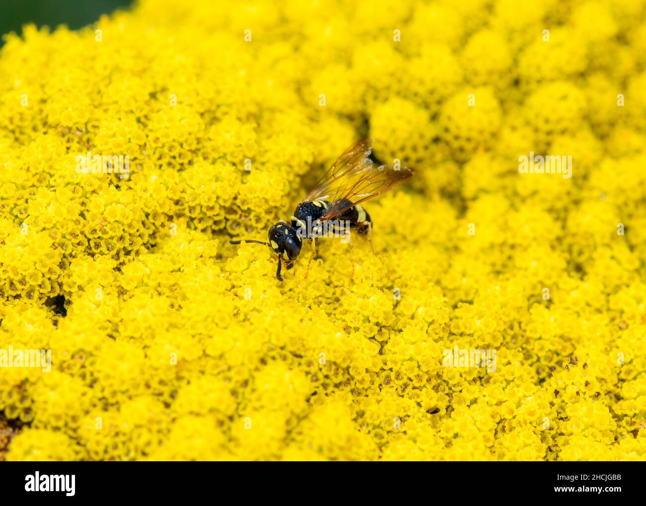 Una avispa depredadora de caza de abejas, el Beewolf con respaldo de la abeja (Philanthus gibbosus) busca polen en una Flor Amarilla Brillante Foto de stock