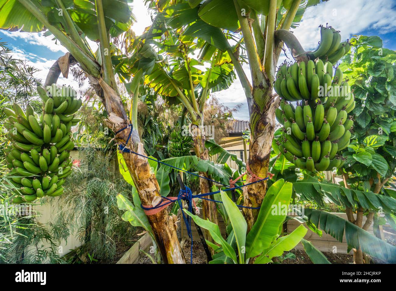 Una cosecha de plátanos Cavendish madurando en un jardín doméstico del patio trasero Foto de stock