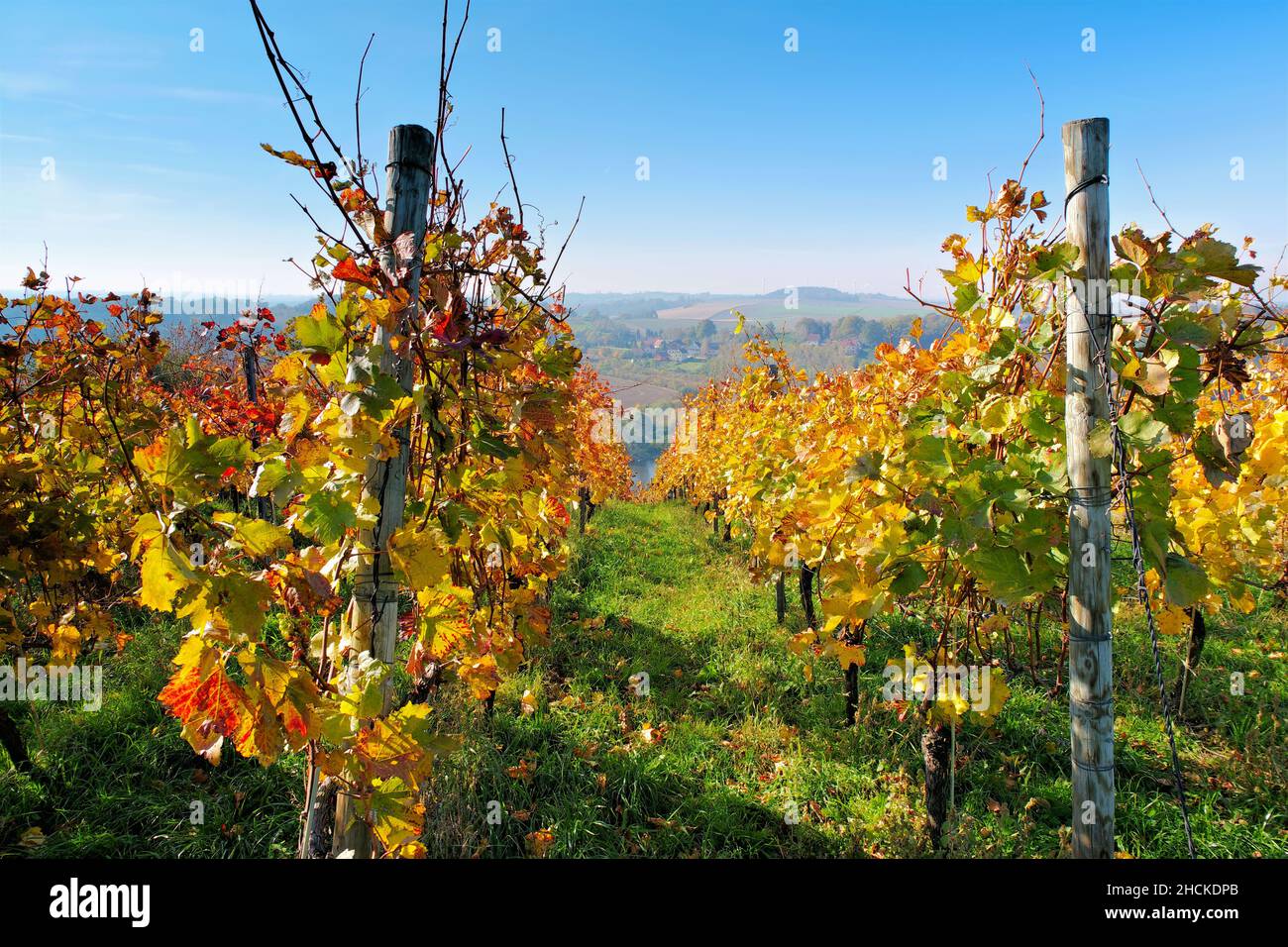 Vista sobre los viñedos de otoño cerca del río Elba en Sajonia, Alemania Foto de stock