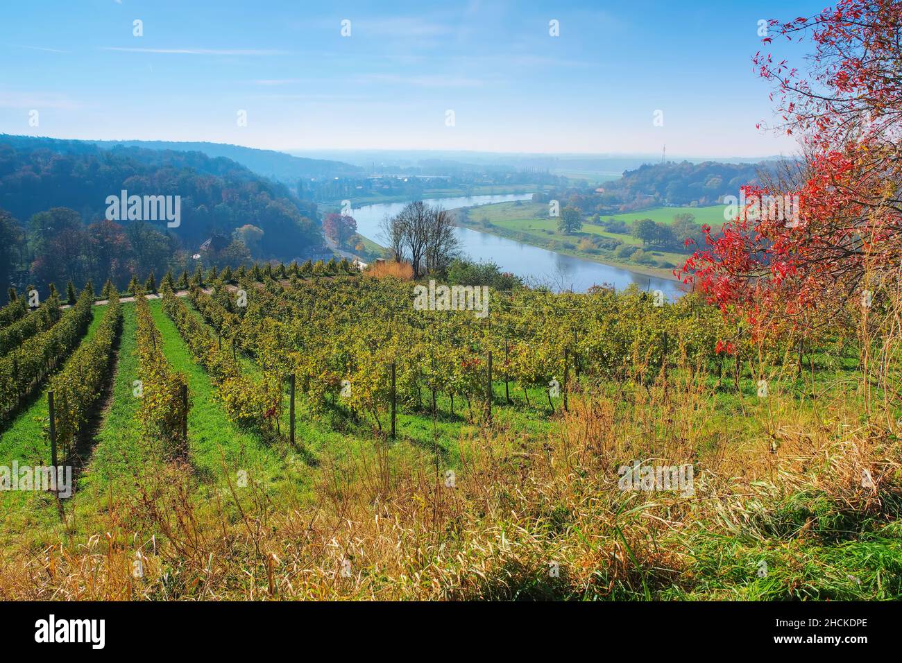 Vista sobre los viñedos de otoño cerca del río Elba en Sajonia, Alemania Foto de stock