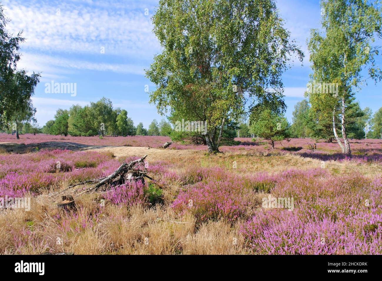 Paisaje de Heath con flores de Heather, Calluna vulgaris y sendero de senderismo Foto de stock