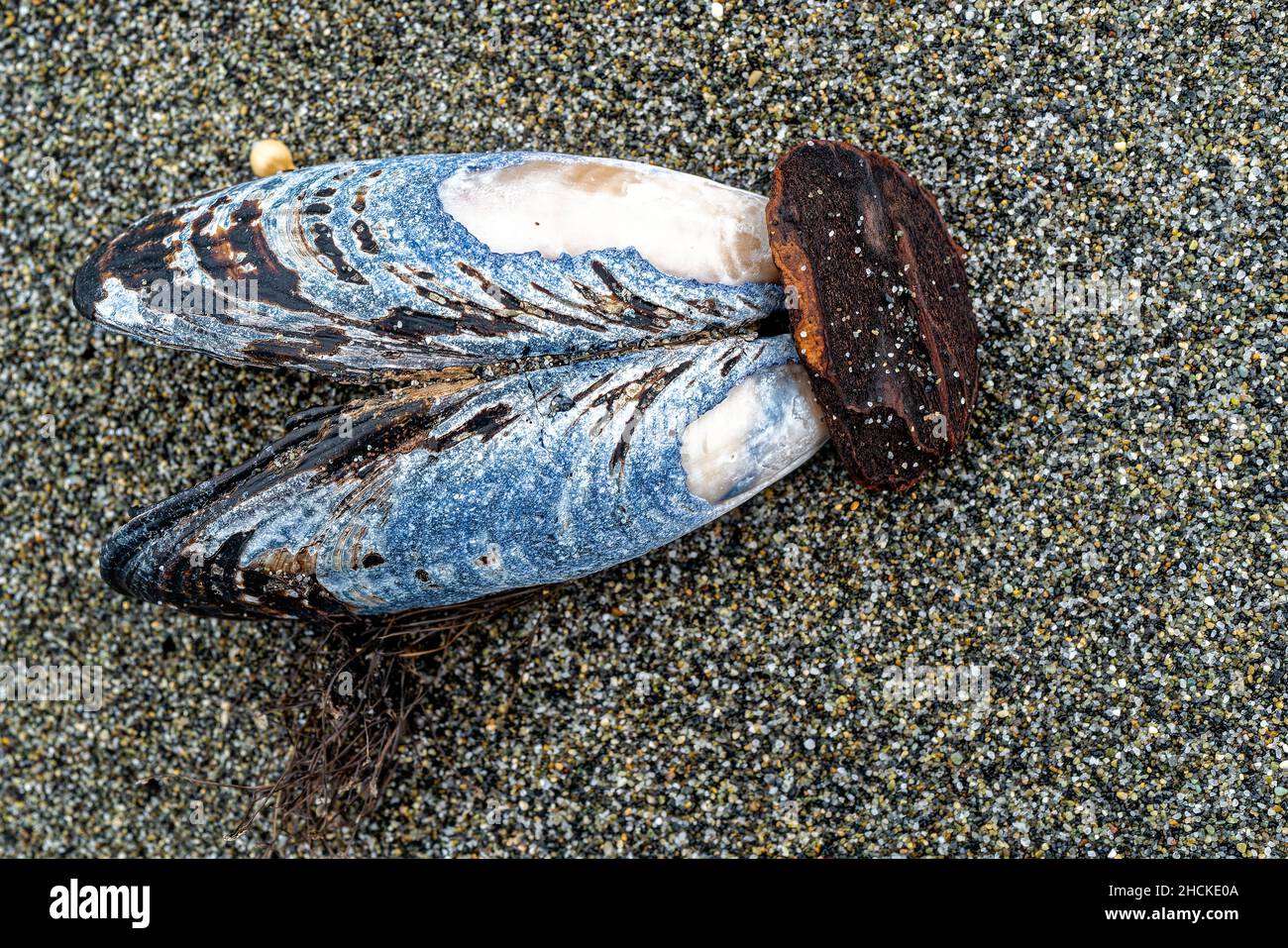 Una concha abandonada en la playa del Parque Estatal Humboldt Lagoons en California, Estados Unidos Foto de stock
