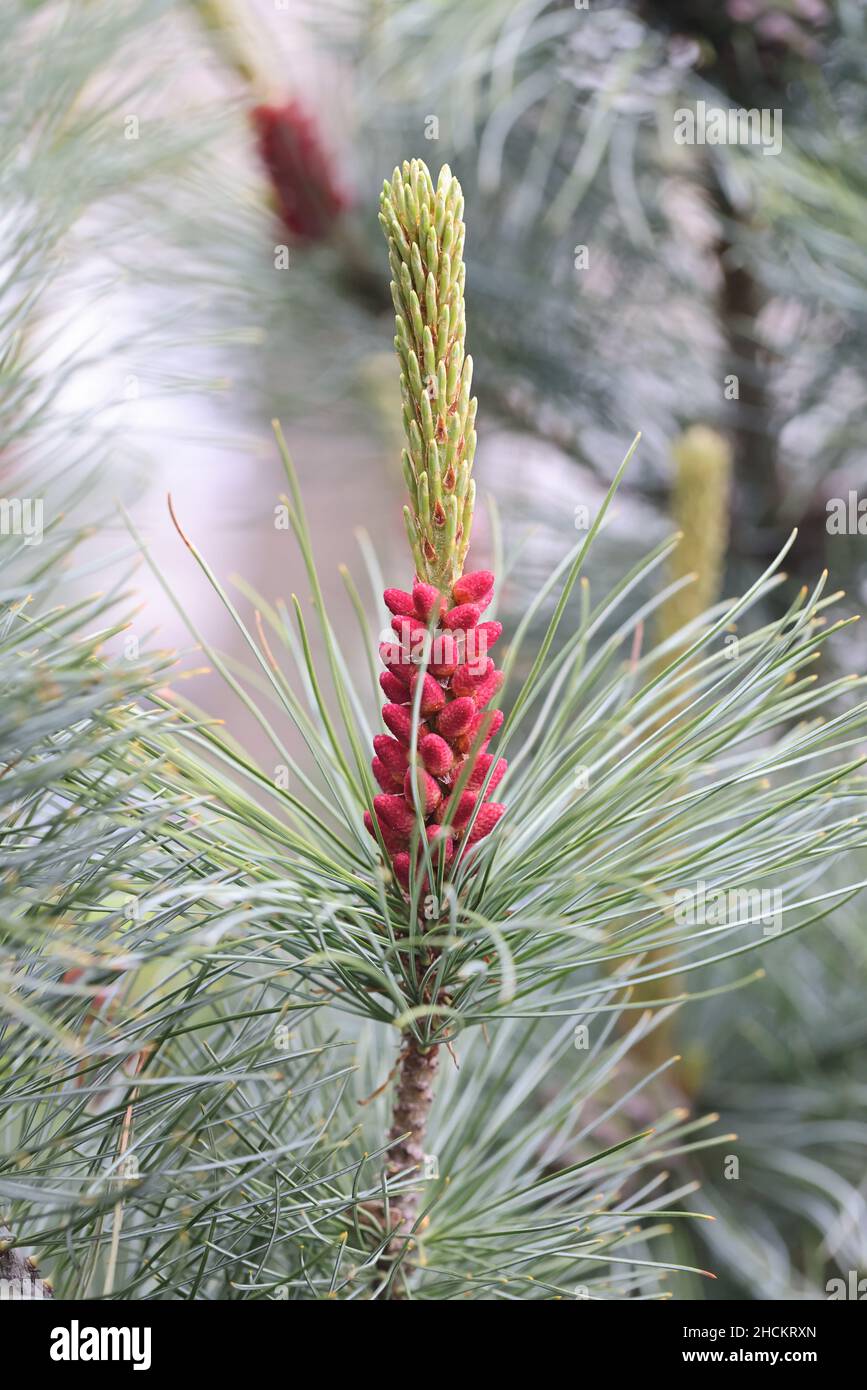 Pinus pumila, comúnmente conocido como pino enano siberiano, pino siberiano enano o pino de piedra enana Foto de stock