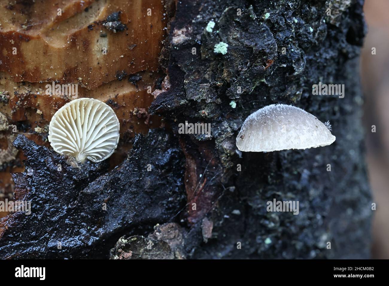 Hohenbuehelia atroerulea, un hongo de ostras diminutas de Finlandia, no tiene un nombre común en inglés Foto de stock