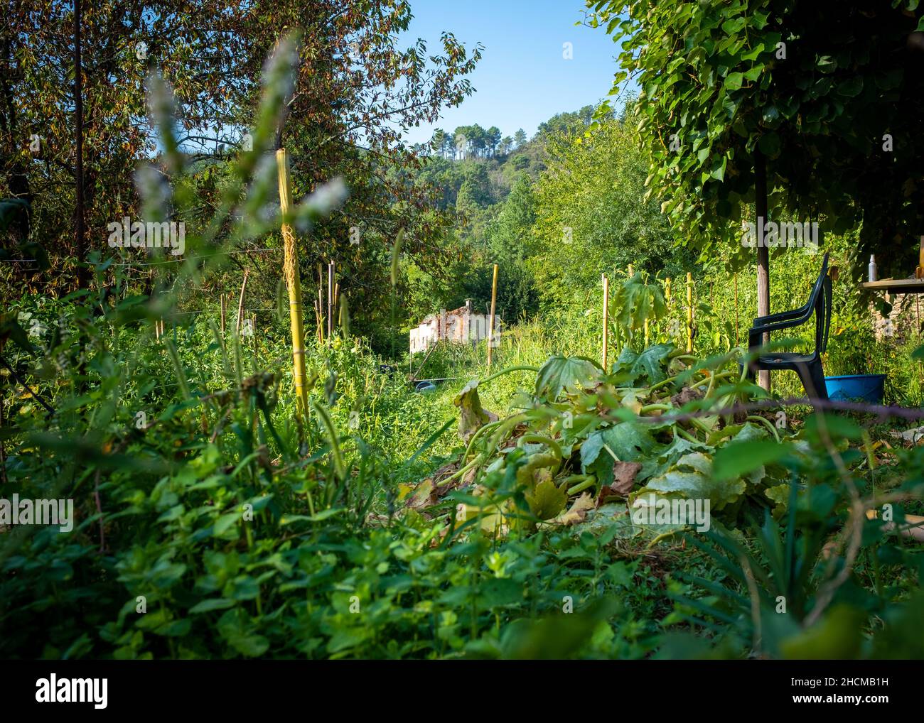 Huerto orgánico situado en el Cevennes (sur de Francia), tomado en una mañana de verano soleada sin gente Foto de stock