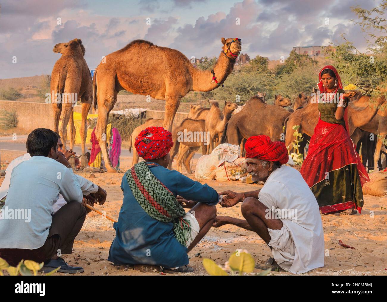 Pushkar, India - 20 de noviembre de 2015. Rajasthani camello comerciantes con ganado como una mujer camina con comida, en un campamento en el desierto en la Feria anual de Pushkar. Foto de stock